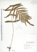 藏品(毛蕨)的圖片