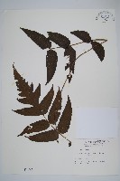 藏品(聖蕨)的圖片