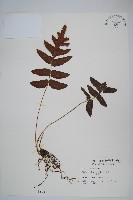 藏品(聖蕨)的圖片
