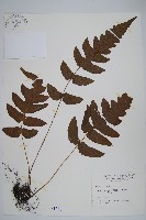 藏品(聖蕨)的圖片