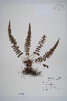 藏品(尾葉茯蕨)的圖片