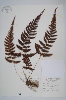 藏品(尾葉茯蕨)的圖片