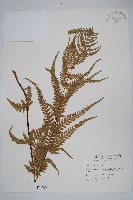 藏品(光囊紫柄蕨)的圖片