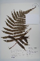 藏品(斜葉金星蕨)的圖片