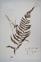 藏品(密腺副金星蕨)的圖片