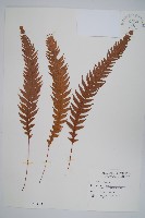 藏品(翅軸假金星蕨、短柄卵果蕨)的圖片