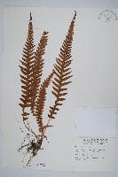 藏品(翅軸假金星蕨、短柄卵果蕨)的圖片