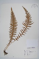 藏品(翅軸假金星蕨、短柄卵果蕨)的圖片