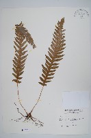 藏品(翅軸假金星蕨、短柄卵果蕨)的圖片