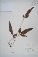 藏品(新月蕨)的圖片