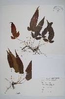 藏品(新月蕨)的圖片