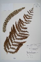 藏品(斜葉金星蕨)的圖片