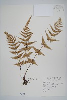 藏品(光囊紫柄蕨)的圖片