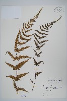 藏品(光囊紫柄蕨)的圖片