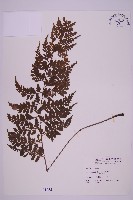 藏品(大鐵角蕨)的圖片