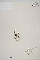 藏品(姬鐵角蕨)的圖片