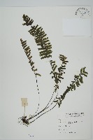 藏品(薄葉孔雀鐵角蕨、邊孢鐵角蕨)的圖片