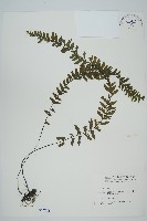 藏品(薄葉孔雀鐵角蕨、邊孢鐵角蕨)的圖片