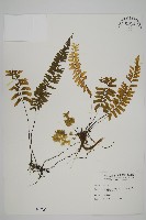 藏品(薄葉孔雀鐵角蕨、邊孢鐵角蕨)的圖片