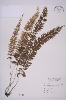 藏品(薄葉孔雀鐵角蕨、邊孢鐵角蕨)的圖片