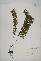 藏品(薄葉孔雀鐵角蕨、邊孢鐵角蕨)的圖片