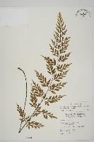 藏品(大黑柄鐵角蕨、黃鱗鐵角蕨、大羽鐵角蕨)的圖片