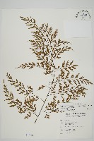 藏品(大黑柄鐵角蕨、黃鱗鐵角蕨、大羽鐵角蕨)的圖片