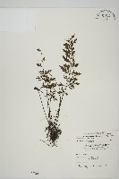 藏品(大黑柄鐵角蕨、黃鱗鐵角蕨、大羽鐵角蕨)的圖片