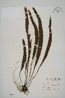 藏品(劍葉鐵角蕨、箭葉鐵角蕨)的圖片