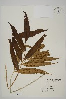 藏品(南海鐵角蕨)的圖片