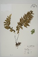 藏品(剪葉鐵角蕨)的圖片