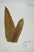 藏品(臺灣山蘇花)的圖片