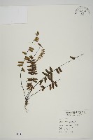 藏品(生芽鐵角蕨)的圖片