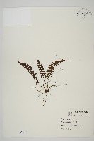 藏品(生芽鐵角蕨)的圖片