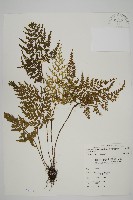 藏品(骨碎補鐵角蕨)的圖片