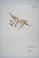 藏品(薄葉鐵角蕨)的圖片