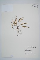 藏品(薄葉鐵角蕨)的圖片