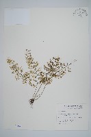 藏品(薄葉鐵角蕨)的圖片