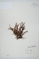 藏品(三翅鐵角蕨)的圖片