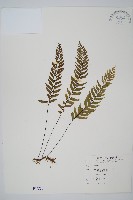 藏品(單邊鐵角蕨)的圖片