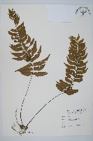 藏品(單邊鐵角蕨)的圖片