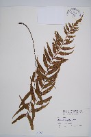 藏品(萊氏鐵角蕨)的圖片