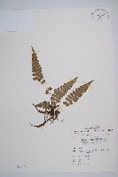 藏品(東洋蹄蓋蕨)的圖片