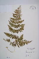 藏品(粗柄毛冷蕨)的圖片