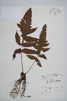 藏品(網脈雙蓋蕨)的圖片