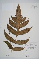 藏品(網脈雙蓋蕨)的圖片