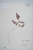 藏品(細裂羽節蕨)的圖片