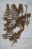 藏品(廣葉鋸齒雙蓋蕨)的圖片