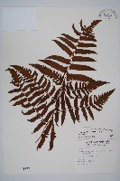 藏品(菜蕨)的圖片