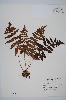 藏品(貞蕨)的圖片